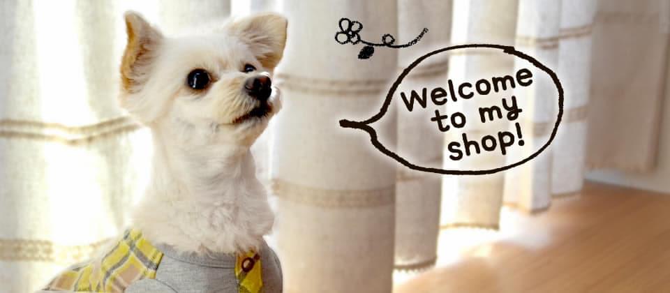 Dog Tiara でトリミング中のワンちゃん