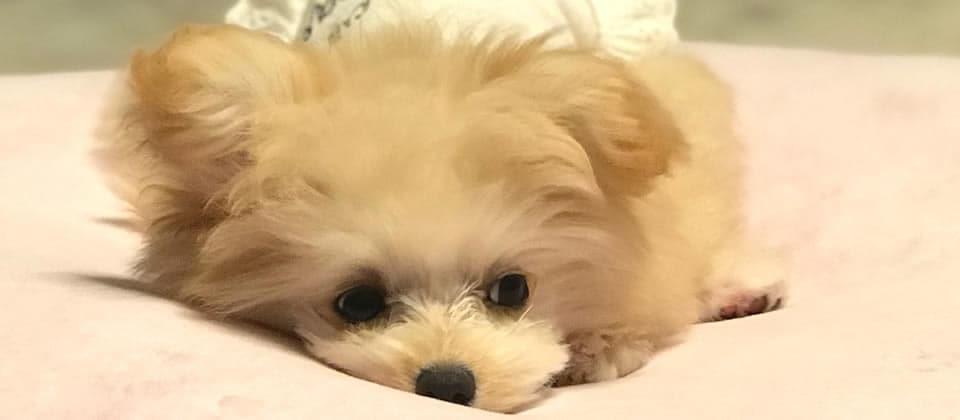 トリミング後の可愛いワンちゃん